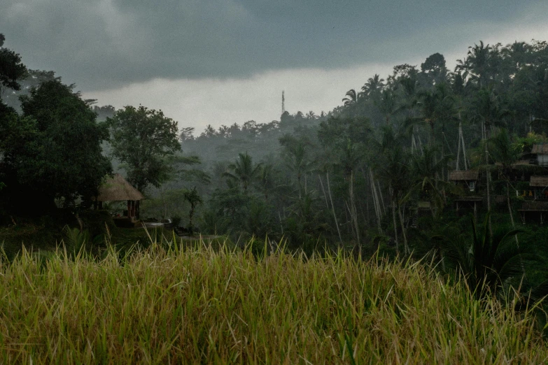 a hut sitting in a grassy field surrounded by tall trees