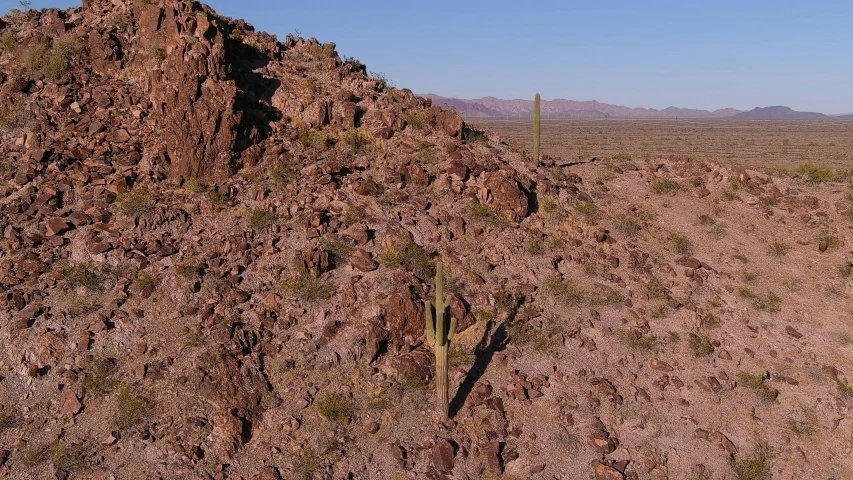 an uprooted cactus in the middle of a desert