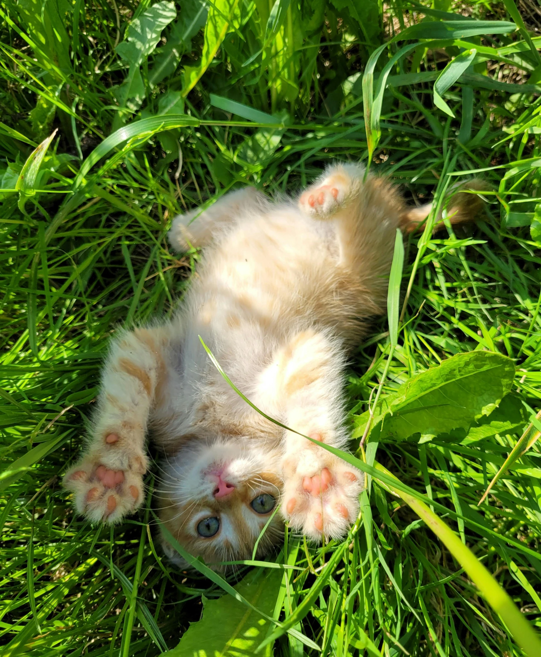 cat laying on its back in a grassy field