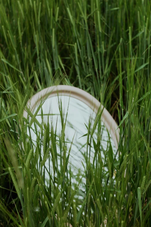 a frisbee laying in the tall grass on a field