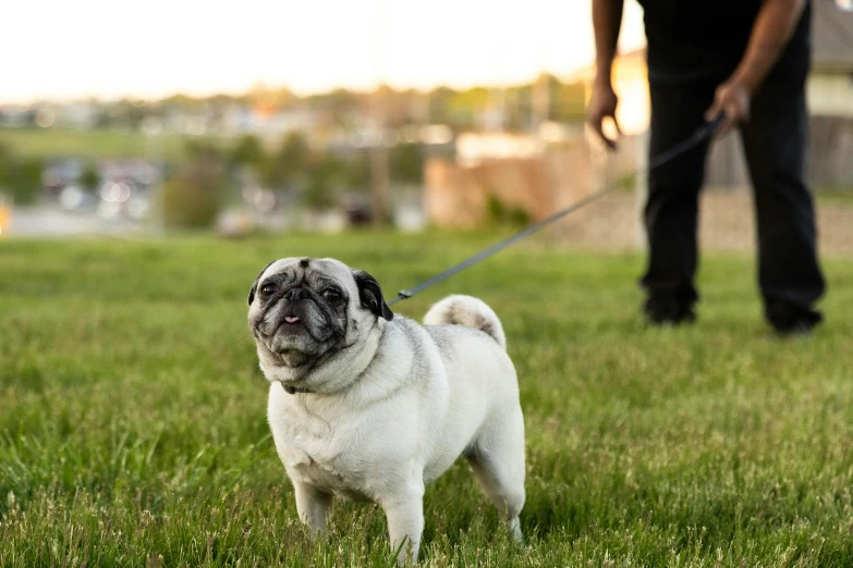 a dog with a collar standing next to someone