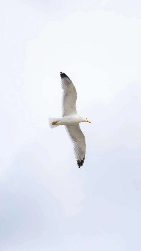 a bird flying high in the sky on a clear day