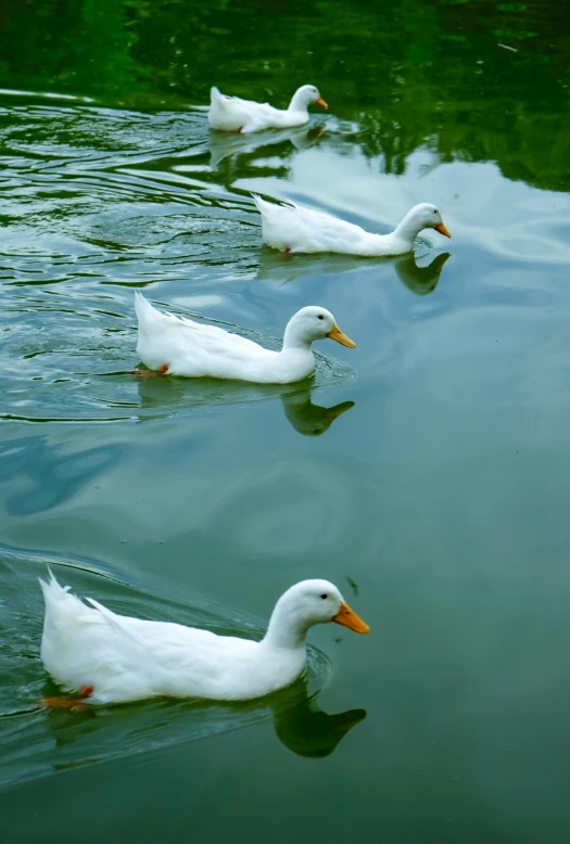 three white ducks are swimming on the water