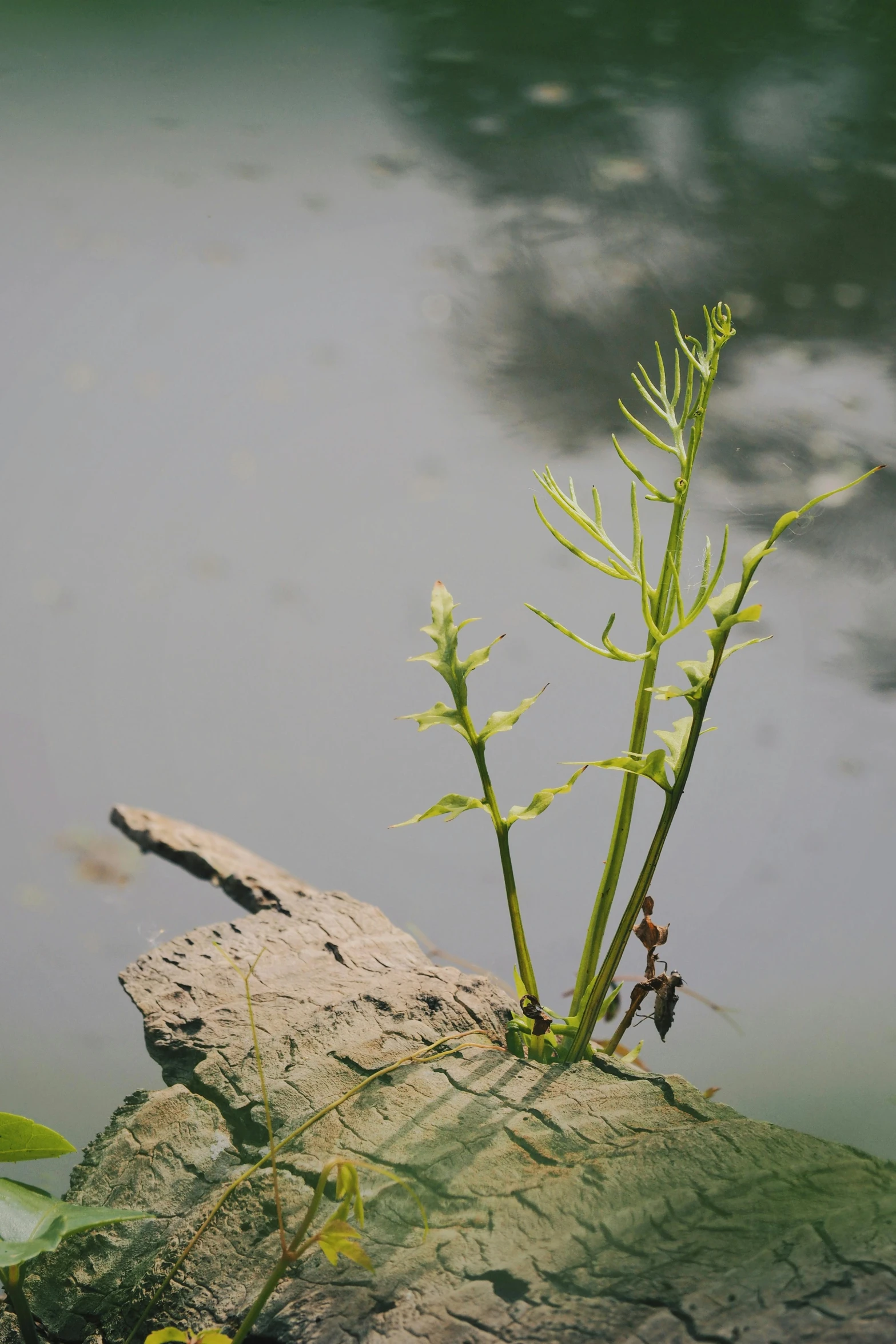 a plant on a rock by the water