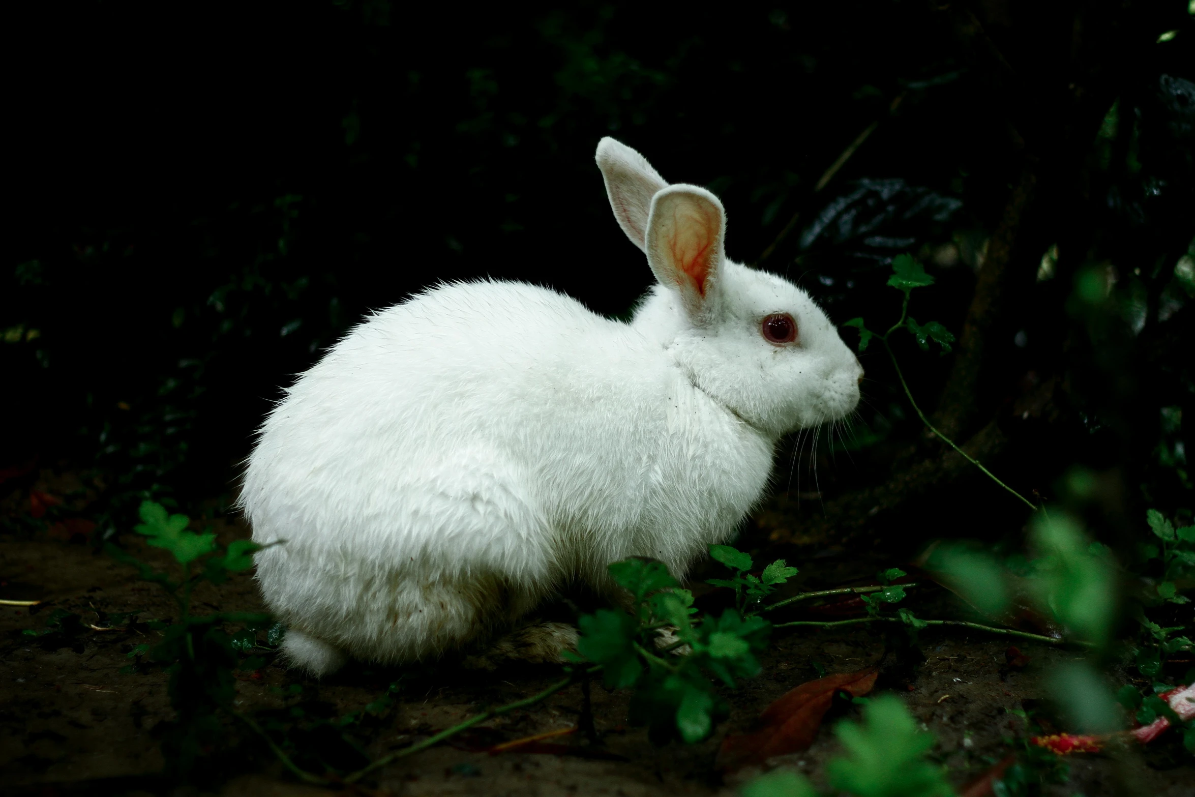 there is a small white bunny rabbit near bushes