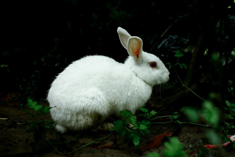 there is a small white bunny rabbit near bushes