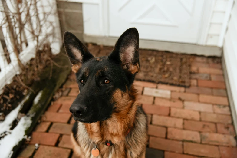 a dog with a collar on sitting on the steps