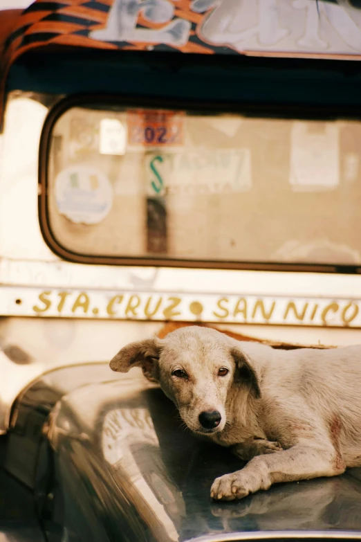 a dog on the hood of a vintage pickup truck