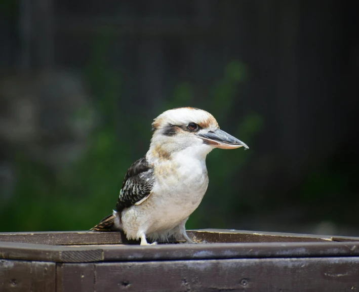 a bird sits atop a pot in a wood - framed container