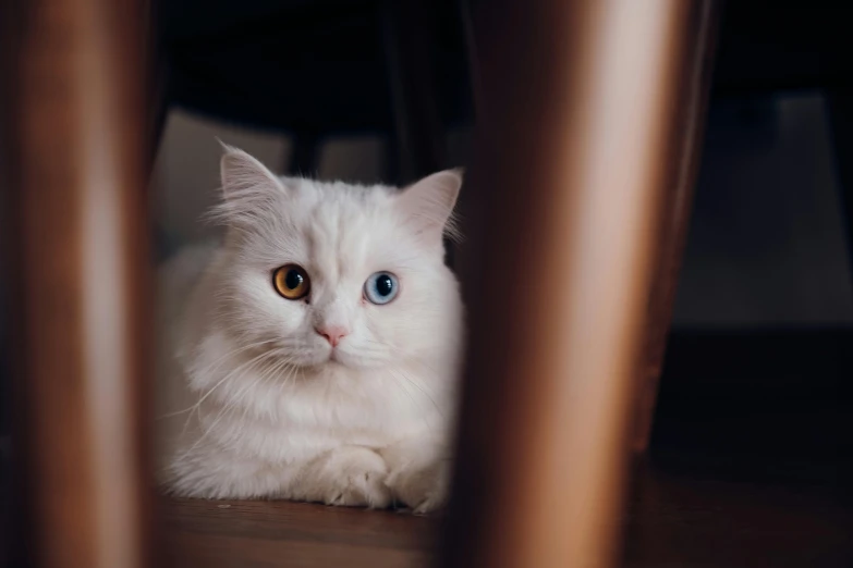 cat sitting underneath chairs with staring intently