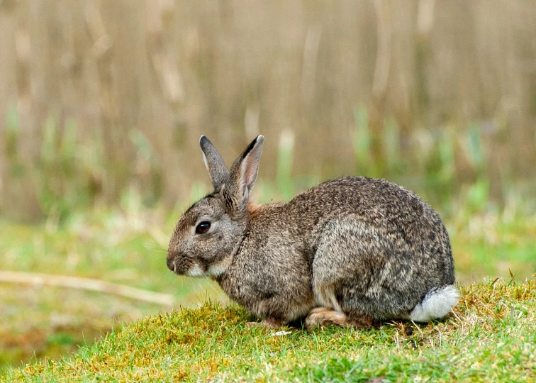 a rabbit is sitting in the grass alone