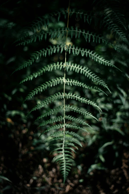 a plant that is green in the dark