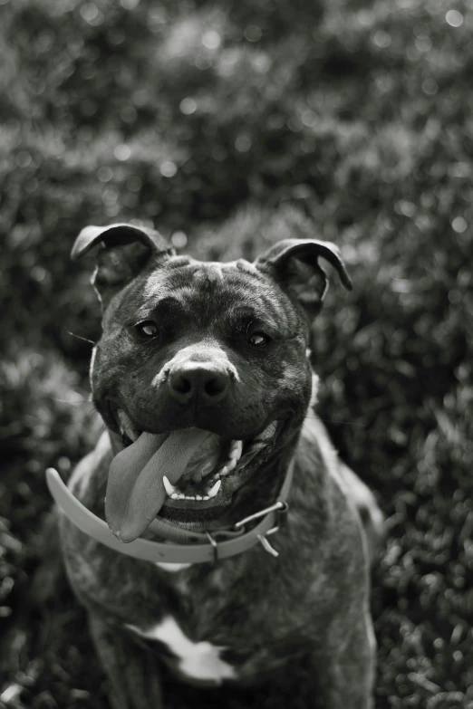 a dog smiling and posing for a po