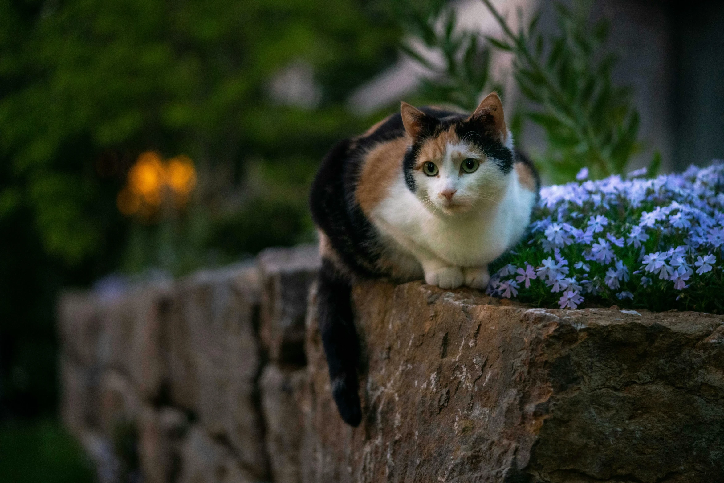 there is a cat that is sitting on a ledge