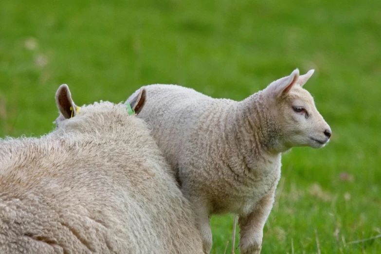 two white goats are standing in grass