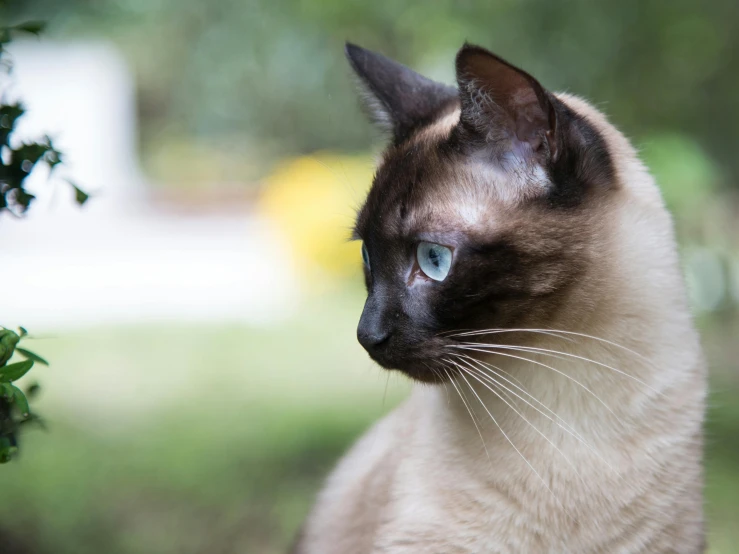 a cat that is sitting down in the grass