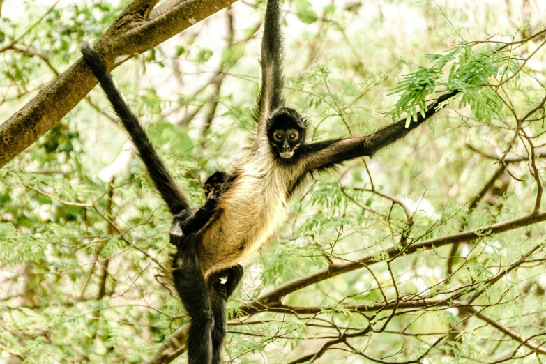 an image of a monkey hanging on a tree nch