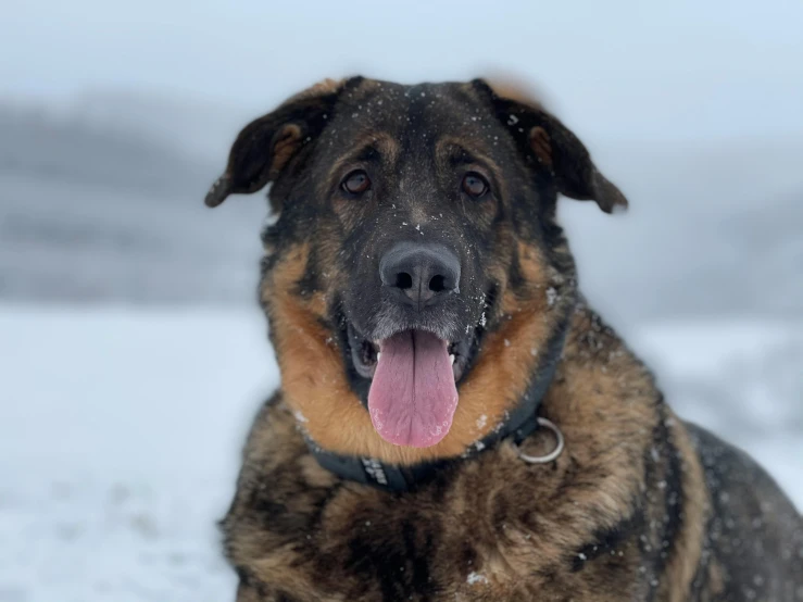 a large dog sitting in the snow with its tongue out