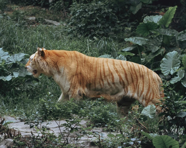 a yellow tiger is walking on the grass