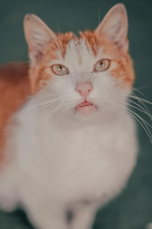 an orange and white cat looking at the camera