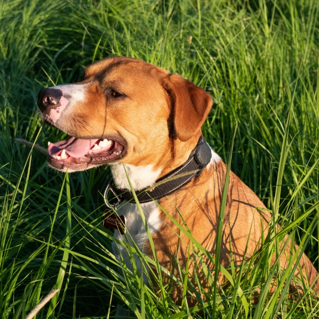 an adult brown dog sits in a field full of tall grass