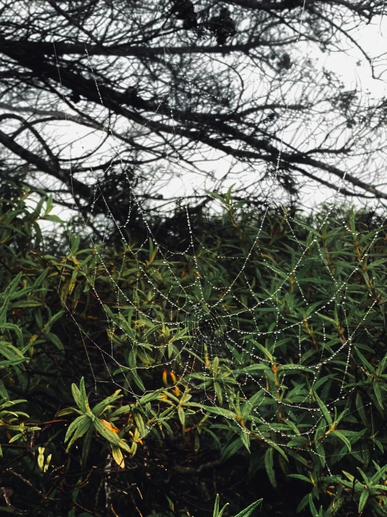 the leaves and drops of water are hanging on the nches of this tree