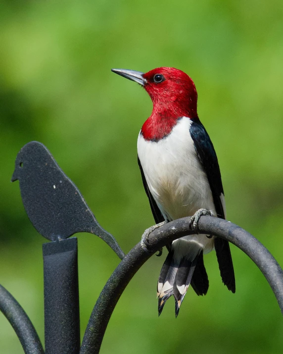 a bird sitting on a metal fence with a green background