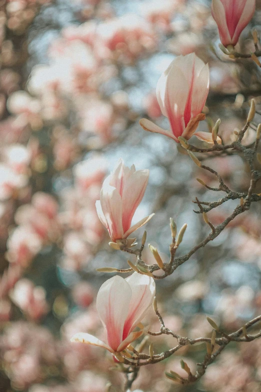 pink flowers blooming in an out - of - focus setting