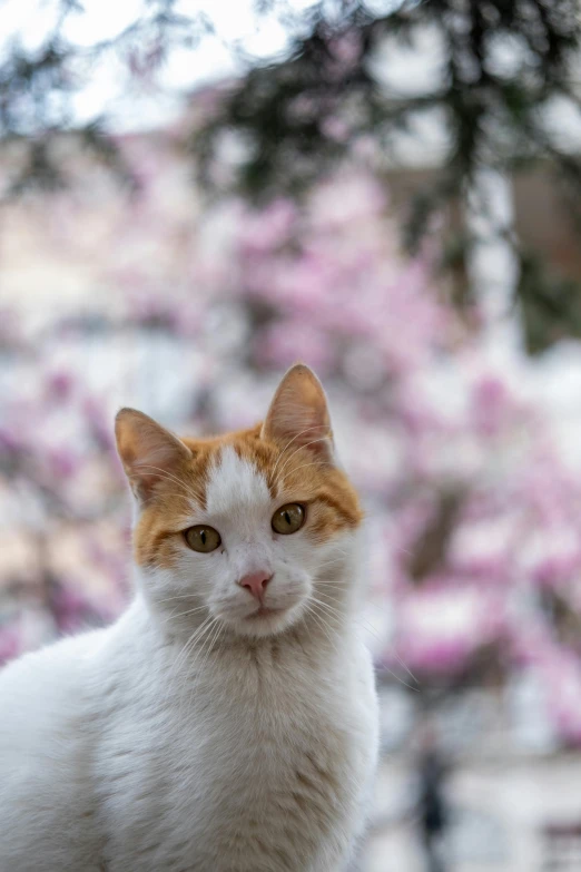 the cat looks like it's been sitting for about three minutes