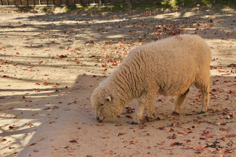 the sheep is standing on the dry grass