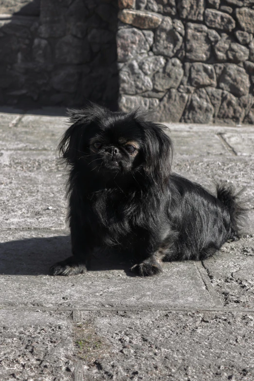 a small black dog sits down in front of a wall