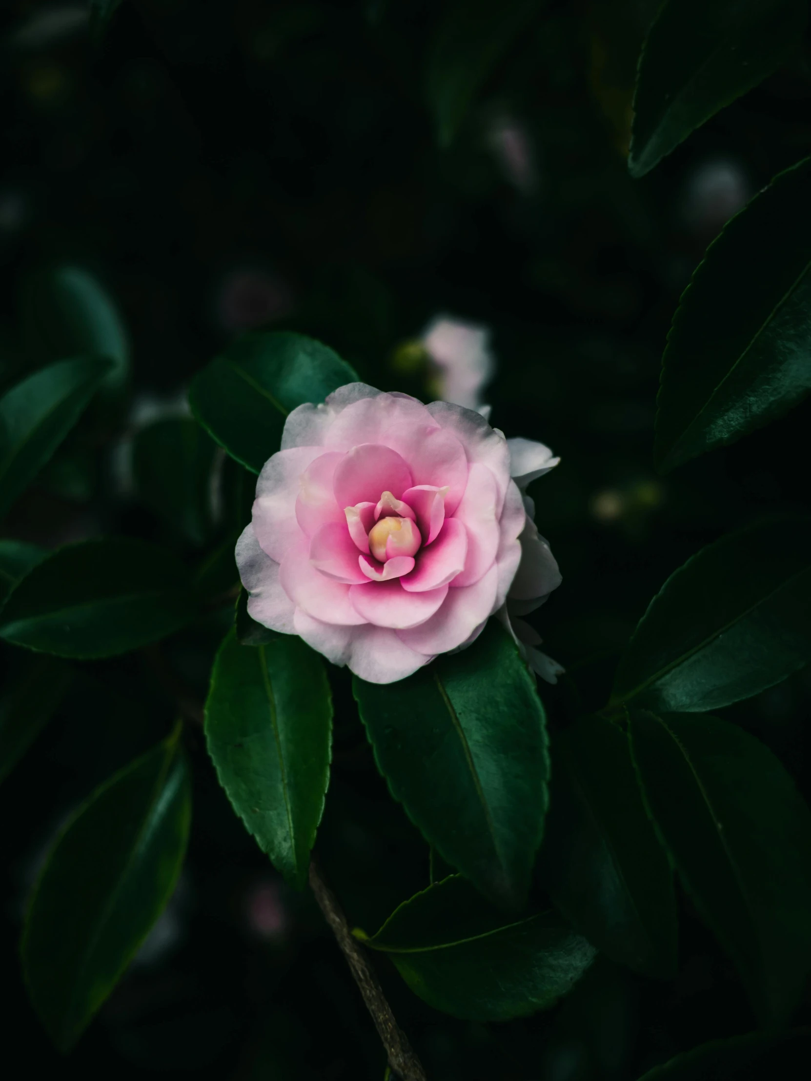 a flower with some green leaves around it