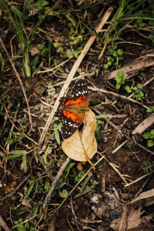 an orange erfly resting on top of a leaf