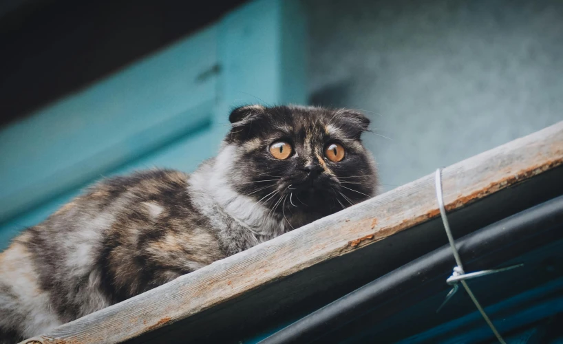 a cat is standing on a ledge outside