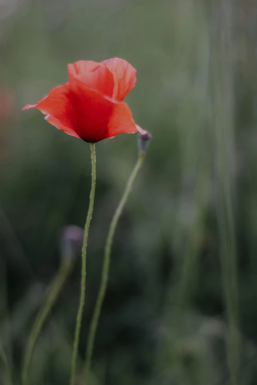 red flower in an open area with green background