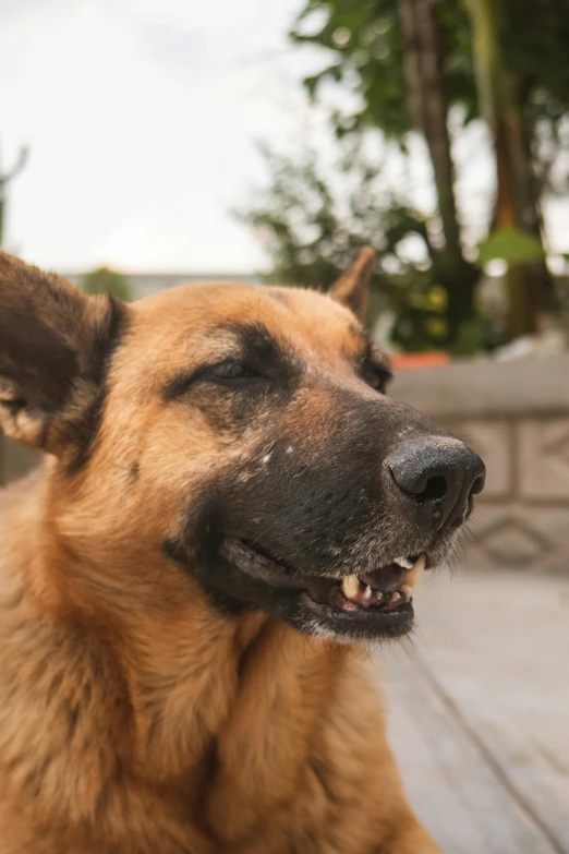 a brown dog with his eyes closed laying down