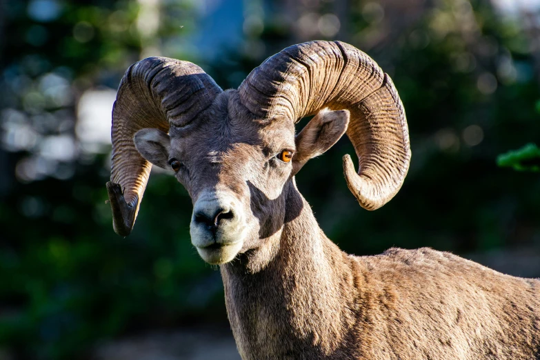 a ram looks straight ahead while standing