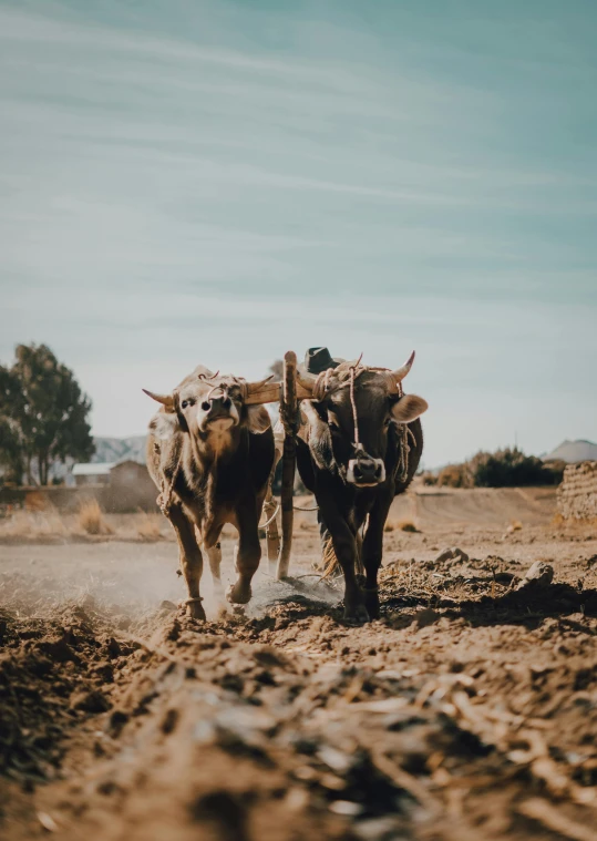 two cows with horns and faces in the dirt