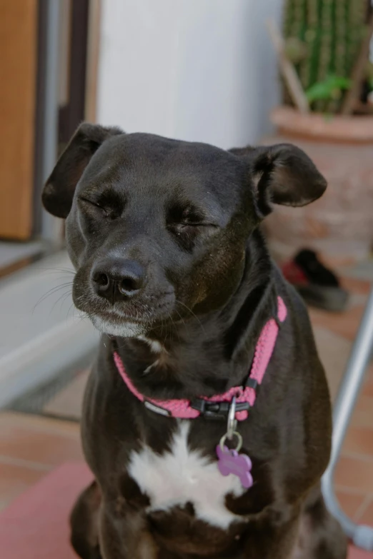 a dog looking to the side with a pink collar