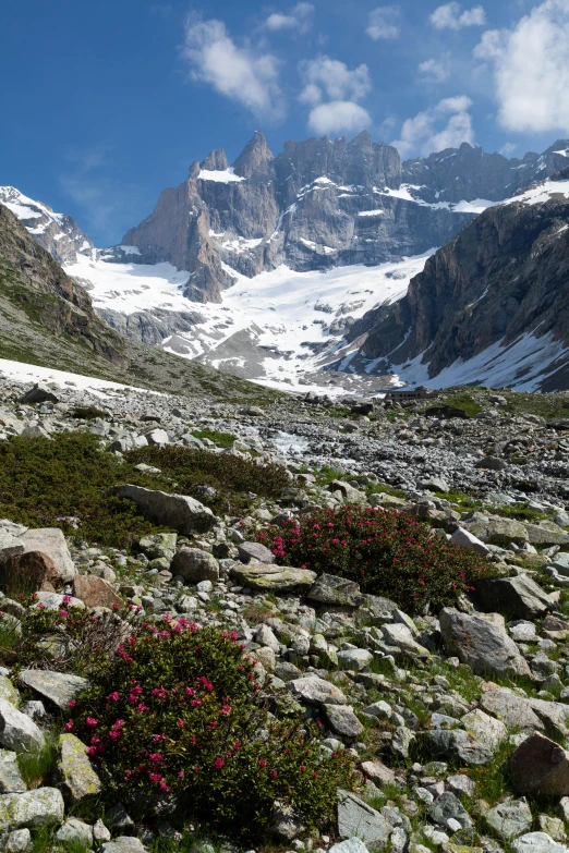 there are flowers growing among large rocks and mountain