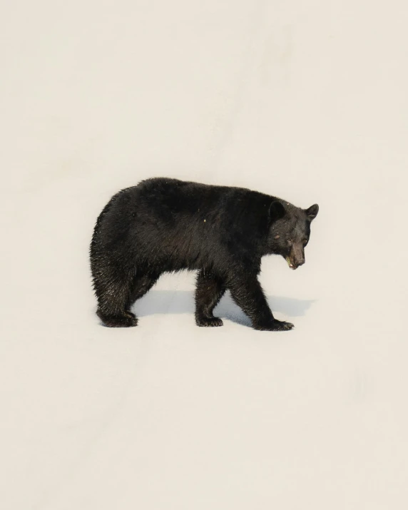 black bear walking on snow covered ground near sky