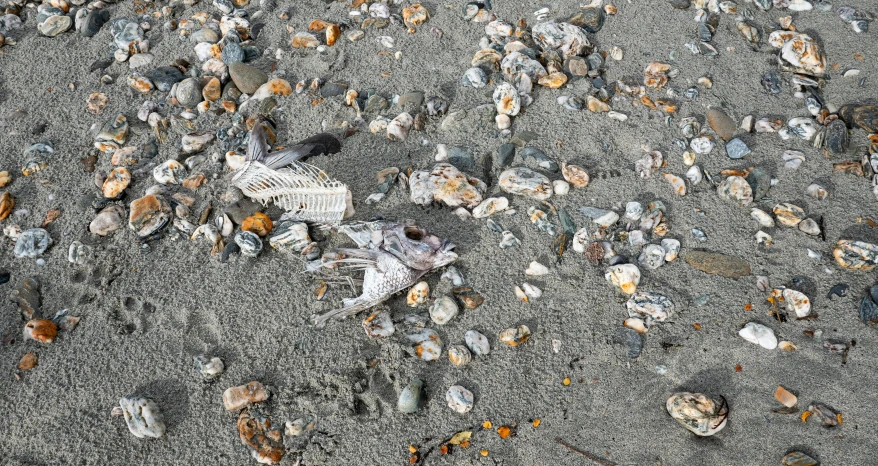 some rocks and sand and a small bird