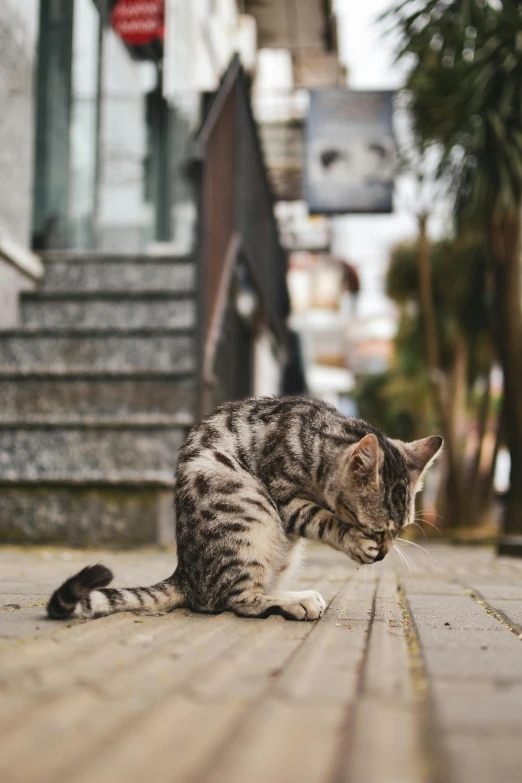 a cat is sitting on the ground near steps