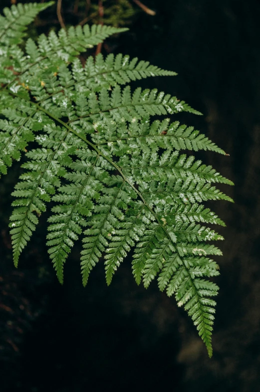 a fern leaf with drops of rain on it