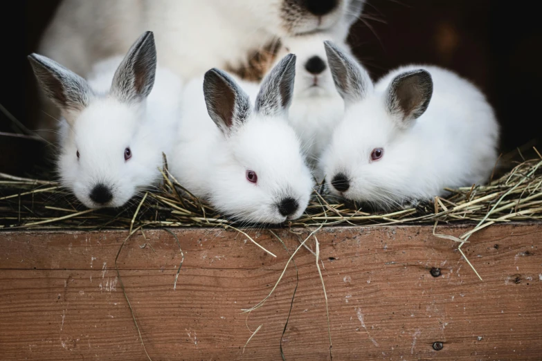 three small white rabbits laying in a hay covered bin