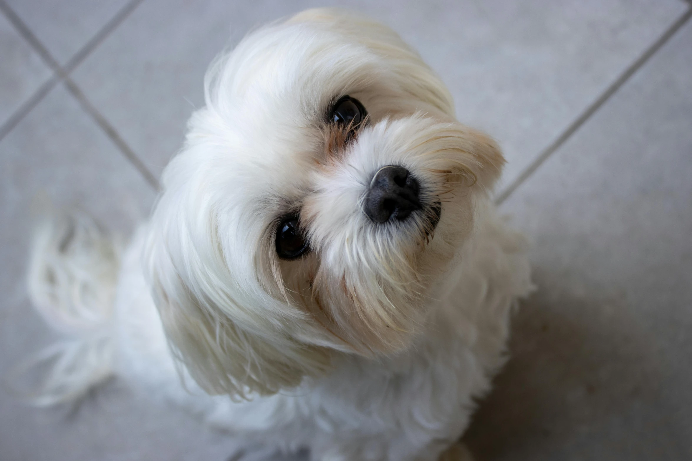 small white dog with long hair and blue eyes sitting on the floor