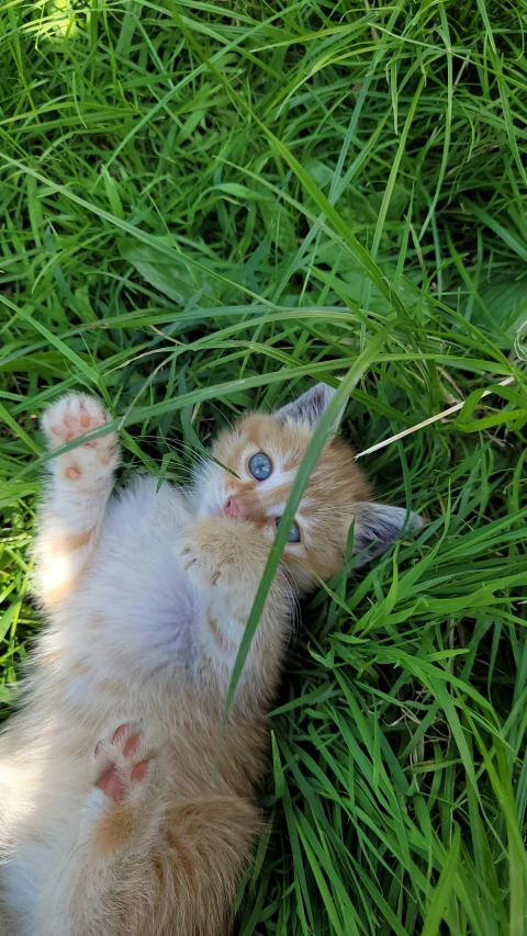 an orange kitten stretching and playing in grass