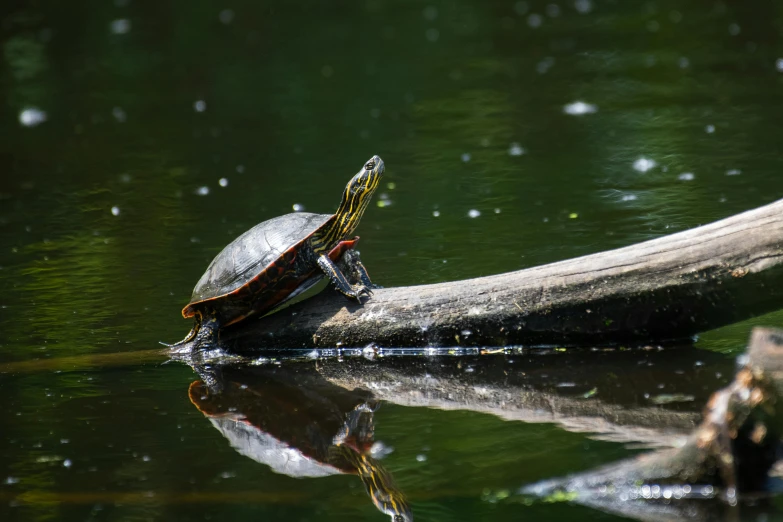 a little turtle on a log in a pond