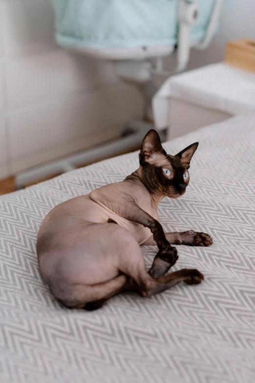 cat laying on top of bed in room