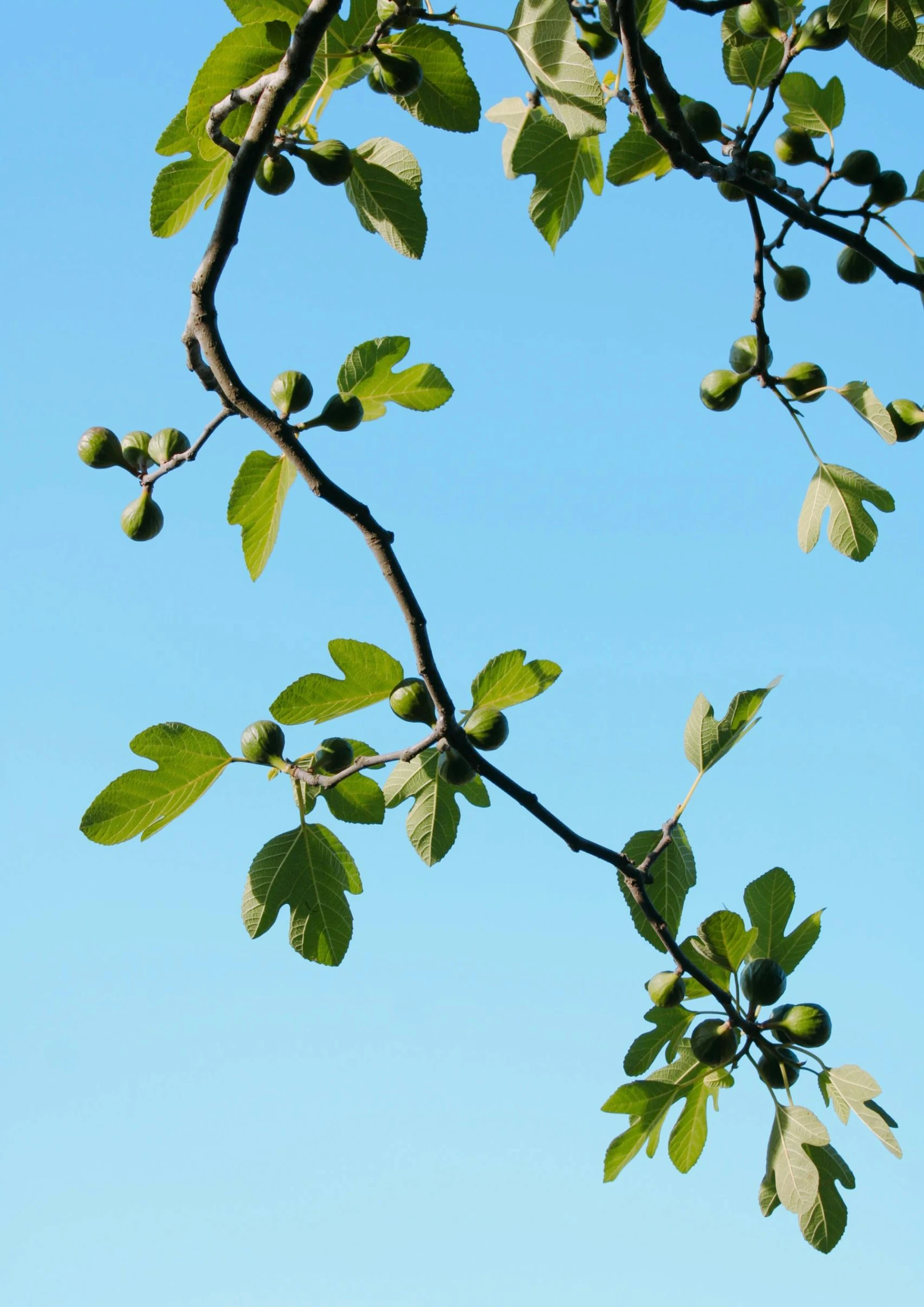 a po looking up at a tree nch that is starting to unfold